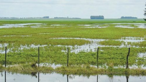Se prevén más lluvias sobre campos que acentuarán las pérdidas