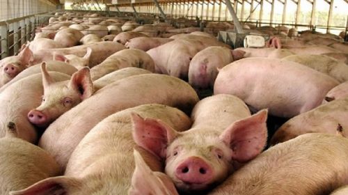 Productores piden dar marcha atrás con la importación de cerdo