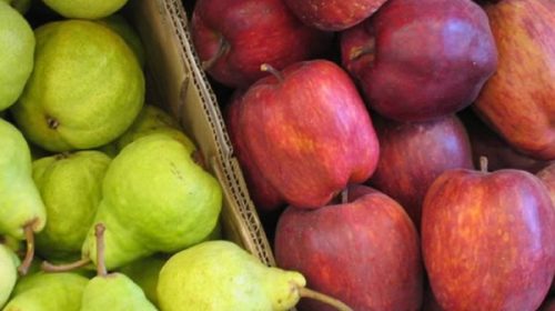Se desplomaron más del 17% las exportaciones de peras y manzanas