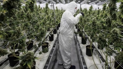 Perú aprueba el uso medicinal del cannabis