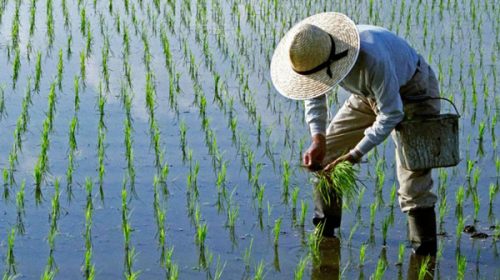 China inventó un nuevo tipo de arroz que podría alimentar a 200 millones de personas