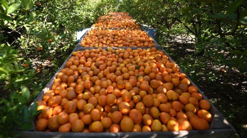 Aprueban aportes por 16 millones de pesos para productores entrerrianos