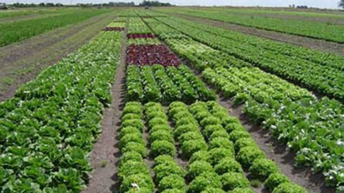 Informe sanitario sobre la situación de los agroquímicos de Entre Ríos