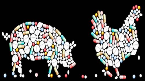OMS pide prohibir los antibióticos para estimular el crecimiento de animales