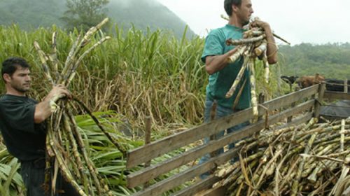 Productores de azúcar y de bioetanol advierten sobre un golpe “brutal” para el sector