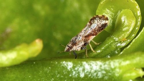 SENASA detectó en Entre Ríos insectos con HLB