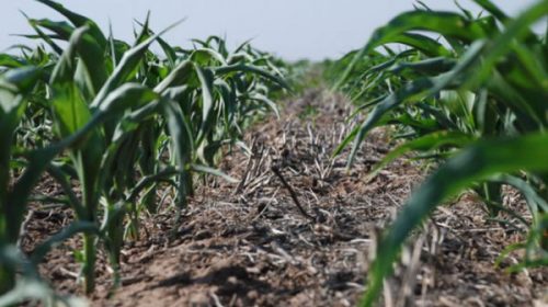 El maíz de primera es el cultivo más afectado por la falta de lluvias