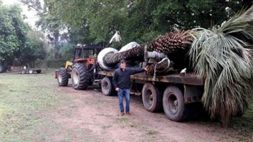 Se sinceró el dueño de la palmera: “La pagué $5.000, pero la logística es muy complicada”