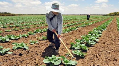 Federación Agraria advierte que pequeños productores “vienen perdiendo por goleada”