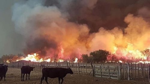 Unas 300.000 hectáreas ya se quemaron en Mendoza y en La Pampa