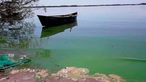 Algunas playas de la costa del Uruguay se tiñen de verde por la presencia de algas