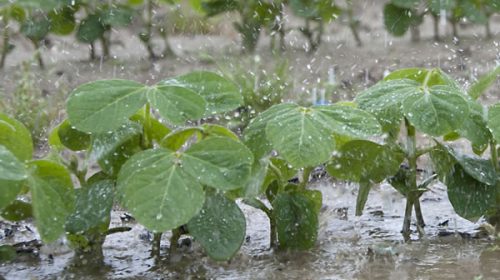 Las lluvias del fin de semana no alcanzaron a mejorar la soja y el maíz