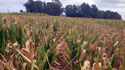 La sequía afectó un millón de hectáreas en Entre Ríos