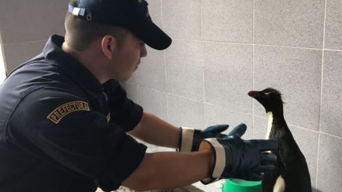 Apareció pingüino en Dock Sud: alerta sobre deterioro ambiental
