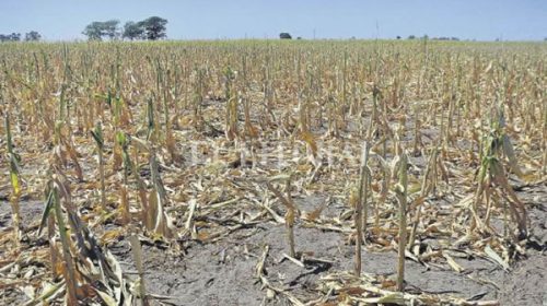 Mientras la sequía reduce la cosecha de soja y maíz, el Gobierno recibió al campo