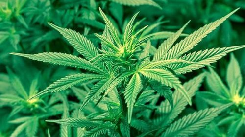 Por primera vez, la Justicia autorizó el cultivo domiciliario de marihuana medicinal