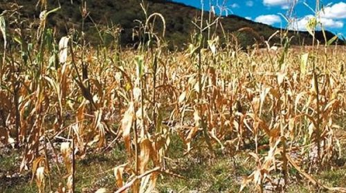 Calculan pérdidas por u$s 4600 millones por la prolongada sequía