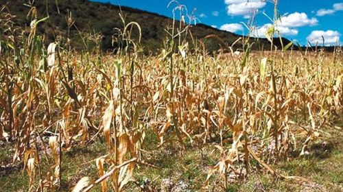 En Entre Ríos la sequía ocasionará una pérdida de US$665 millones