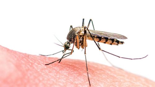 Se confirmó el tercer caso de dengue importado en la provincia