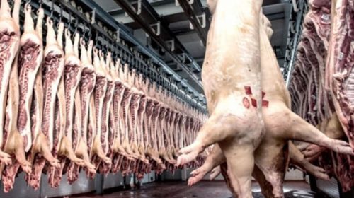 Tras 26 años, Argentina vuelve a importar carne de cerdo a EE.UU.