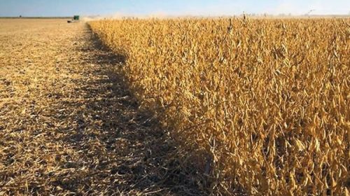 Efecto sequía: por primera vez en 20 años producción de maíz superará a la de soja