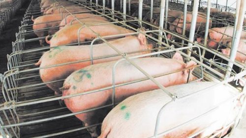 Polémica porcina: piden prohibir importación de países con enfermedades