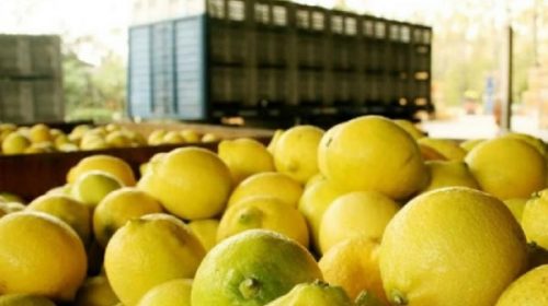 Tucumán despacha primer embarque de limones a EE.UU.
