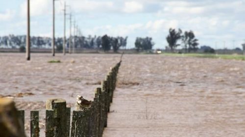 Diputados retoma el análisis del proyecto que crea la Comisión de Emergencia y Desastre Agropecuario