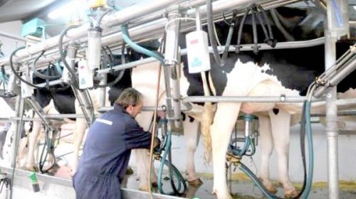 Tambos en rojo: productores piden una recomposición del precio