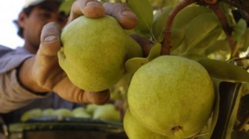 Prorrogan por un año la emergencia económica para la producción de peras y manzanas