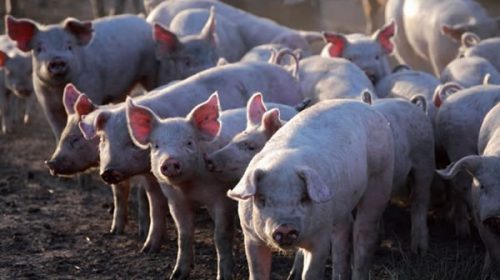 Productores reclaman declarar la emergencia nacional porcina