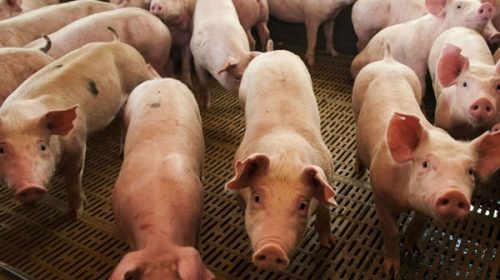 Quebranto: productores de cerdos advierten que pierden más de $4 por kilo