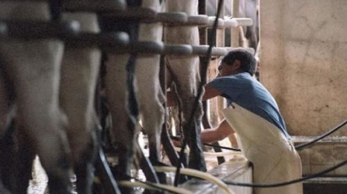 El sector lechero de Entre Ríos también advierte sobre las consecuencias del aumento de las retenciones