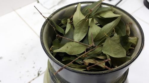 Investigadores del INTA desarrollan té antioxidante