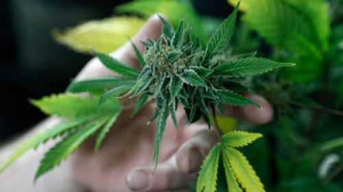 Especialistas de Uruguay promueven legalizar todas las drogas en América Latina