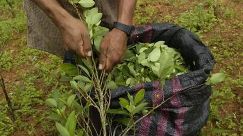 La producción de cocaína en Colombia superó el récord de la era Clinton