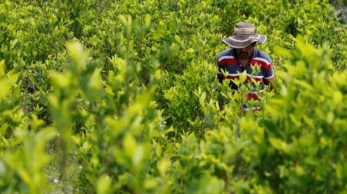 ¿Por qué no para de crecer el cultivo de coca en Colombia?