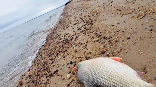 Continúan apareciendo peces muertos en el río Uruguay