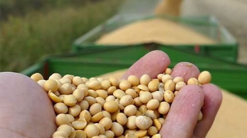 Sin soja en Brasil, China importará más desde Argentina