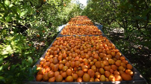 Entre Ríos en emergencia citrícola por el HLB Entre Ríos en emergencia citrícola por el HLB