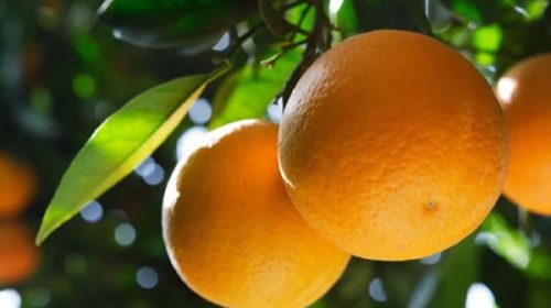 Citricultores preocupados por la caída en las ventas y el aumento en los costos Citricultores preocupados por la caída en las ventas y el aumento en los costos