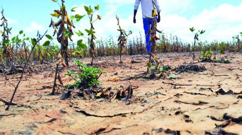 Brasil es el país que más pesticidas consume en todo el mundo
