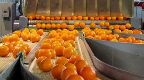 Las exportaciones de cítricos siguen en caída y piden declarar la emergencia