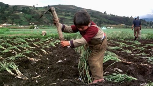 El feudo de Gerardo Morales habilitó el trabajo infantil y adolescente El feudo de Gerardo Morales habilitó el trabajo infantil y adolescente