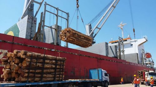 La reactivación portuaria genera un fuerte impulso a la industria forestal