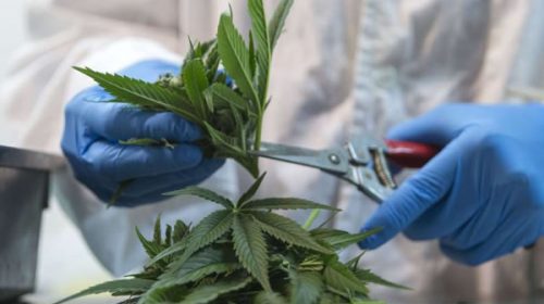 Nueva York quiere legalizar la marihuana