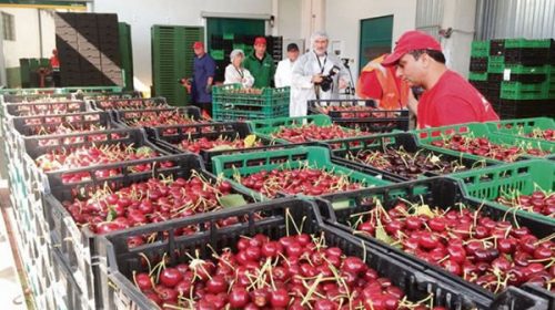 Alivio para economías regionales: parten a China cerezas y madera