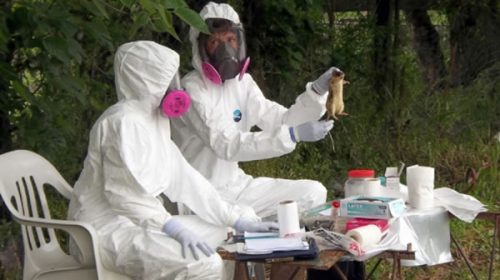 Fuerte alerta de la OMS al Gobierno por el hantavirus