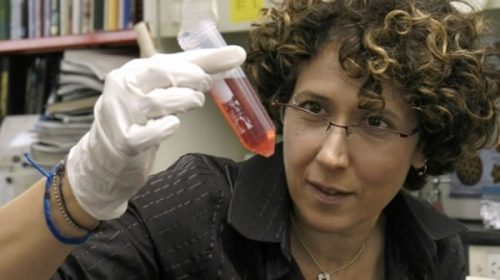 Una argentina ayudó a descubrir por qué el zika produce microcefalia