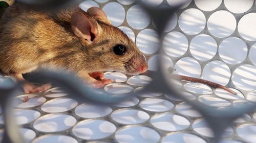 Denuncian que a un laboratorio le impiden procesar muestras de hantavirus